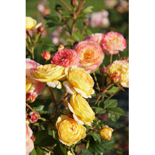 Rosier Générosa® - Rosomane Janon - ©Roses Guillot®