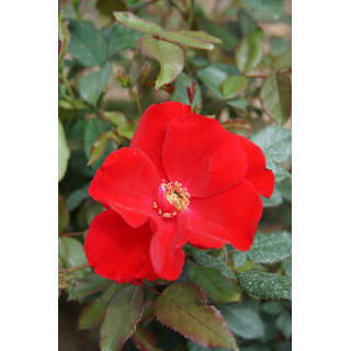 Rosier Terre des Roses® - Rouge de Chamagnieu - ©Roses Guillot®