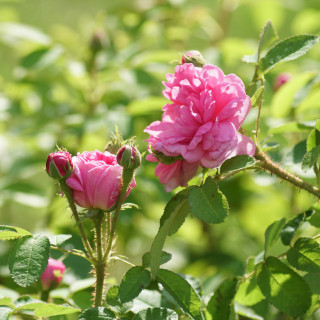 Rosier Ancien - Salet - ©Roses Guillot®