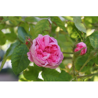 Rosier Ancien - Salet - ©Roses Guillot®