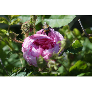 Rosier Ancien - Salet - ©Roses Guillot®