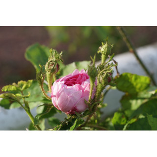Rosier Ancien - Salet - ©Roses Guillot®