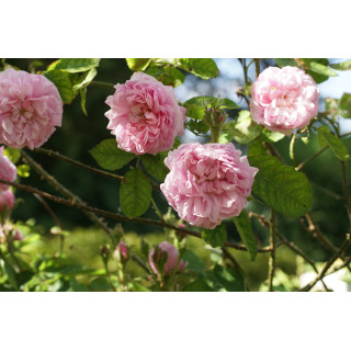 Rosier Ancien - Salet - ©Roses Guillot®
