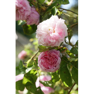Rosier Ancien - Salet - ©Roses Guillot®