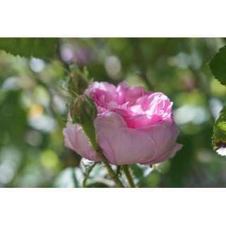 Rosier Ancien - Salet - ©Roses Guillot®