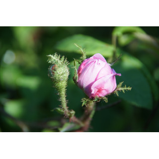Rosier Ancien - Salet - ©Roses Guillot®
