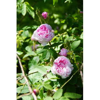Rosier Ancien - Salet - ©Roses Guillot®
