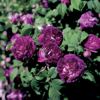 Rosier ancien - Cardinal de Richelieu - ©Roses Guillot®