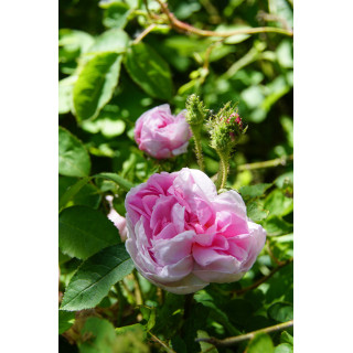 Rosier Ancien - Salet - ©Roses Guillot®
