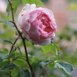 Rosier Générosa® - Sonia Rykiel -©Roses Guillot®