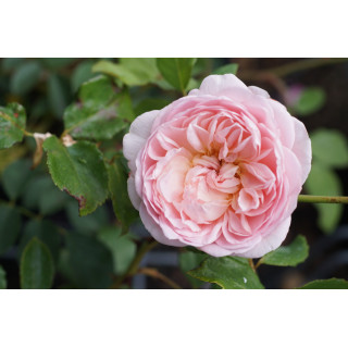 Rosier Générosa® - Sonia Rykiel -©Roses Guillot®