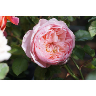 Rosier Générosa® - Sonia Rykiel -©Roses Guillot®