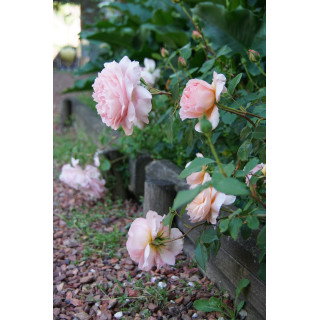 Rosier Générosa® - Sonia Rykiel -©Roses Guillot®