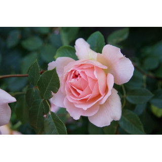 Rosier Générosa® - Sonia Rykiel -©Roses Guillot®