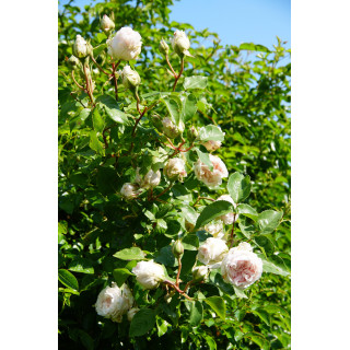 Souvenir de la Malmaison Climbing - ©Roses Guillot®