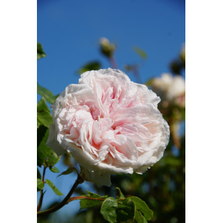 Souvenir de la Malmaison Climbing - ©Roses Guillot®