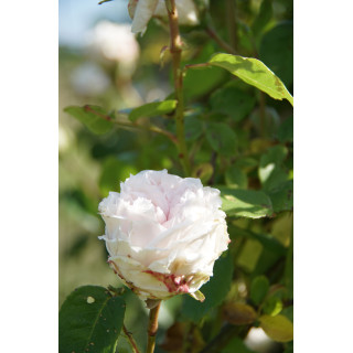 Souvenir de la Malmaison Climbing - ©Roses Guillot®