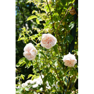 Souvenir de la Malmaison Climbing - ©Roses Guillot®
