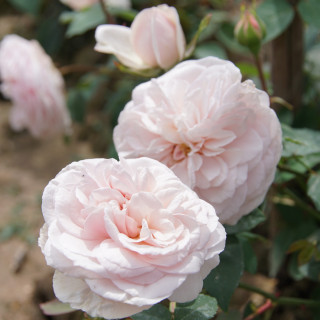 Souvenir de la Malmaison Climbing - ©Roses Guillot®