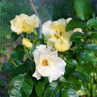 Rosier Terre des Roses® - Souvenir de Robert Schuman - ©Roses Guillot®