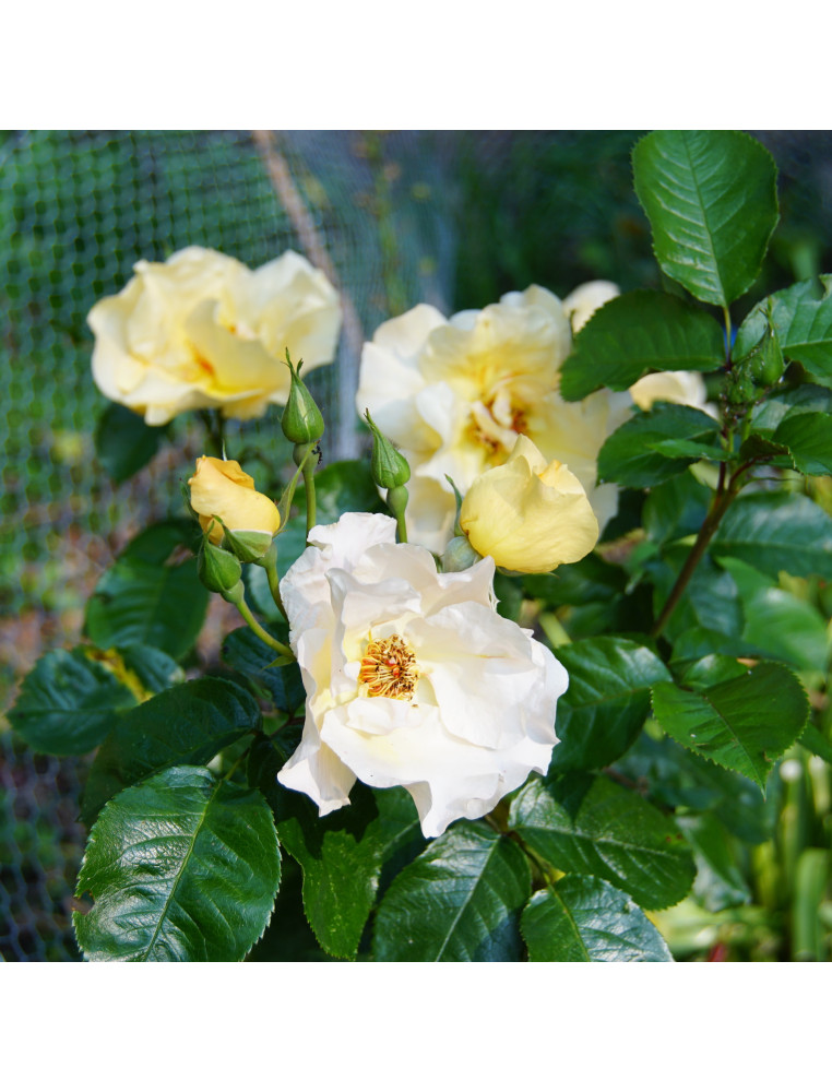 Rosier Terre des Roses® - Souvenir de Robert Schuman - ©Roses Guillot®