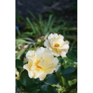 Rosier Terre des Roses® - Souvenir de Robert Schuman - ©Roses Guillot®