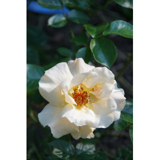 Rosier Terre des Roses® - Souvenir de Robert Schuman - ©Roses Guillot®