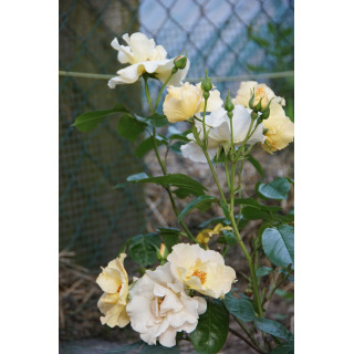 Rosier Terre des Roses® - Souvenir de Robert Schuman - ©Roses Guillot®