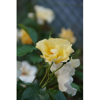 Rosier Terre des Roses® - Souvenir de Robert Schuman - ©Roses Guillot®