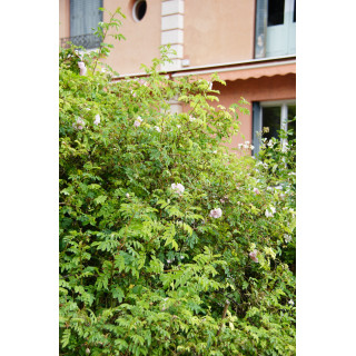Rosier Ancien - Stanwell Perpetual - ©Roses Guillot®