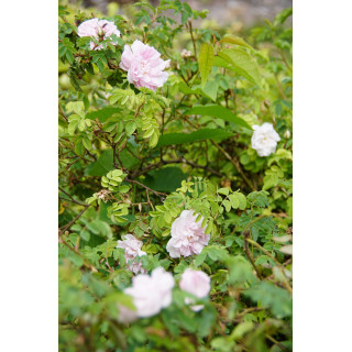 Rosier Ancien - Stanwell Perpetual - ©Roses Guillot®