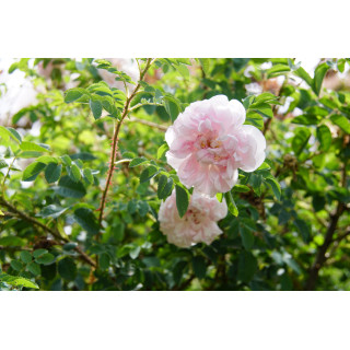 Rosier Ancien - Stanwell Perpetual - ©Roses Guillot®