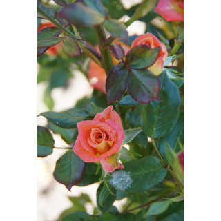 Rosier Hybride de Thé Guillot® - Tropical Twist - ©Roses Guillot®