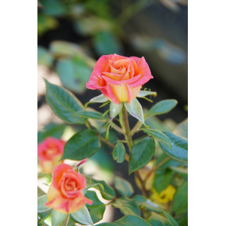 Rosier Hybride de Thé Guillot® - Tropical Twist - ©Roses Guillot®