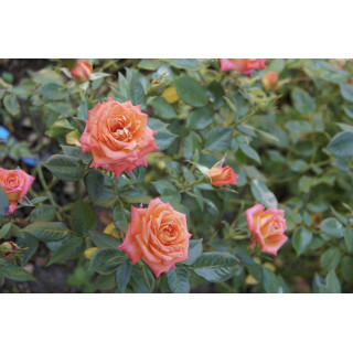 Rosier Hybride de Thé Guillot® - Tropical Twist - ©Roses Guillot®
