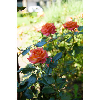 Rosier Hybride de Thé Guillot® - Tropical Twist - ©Roses Guillot®