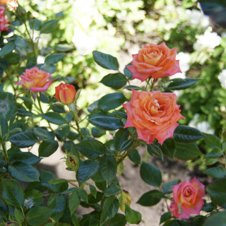 Rosier Hybride de Thé Guillot® - Tropical Twist - ©Roses Guillot®