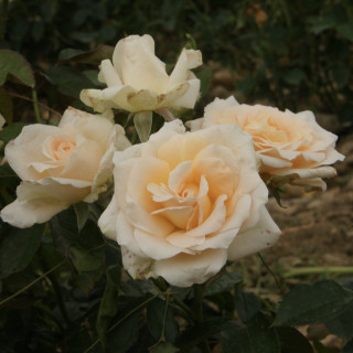 Rosier Hybride de Thé Guillot® - Vanilla Perfume - ©Roses Guillot®