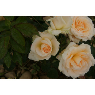 Rosier Hybride de Thé Guillot® - Vanilla Perfume - ©Roses Guillot®