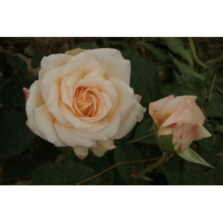 Rosier Hybride de Thé Guillot® - Vanilla Perfume - ©Roses Guillot®