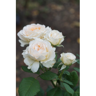 Rosier Générosa® - Véronique B - ©Roses Guillot®