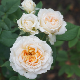 Rosier Générosa® - Véronique B - ©Roses Guillot®