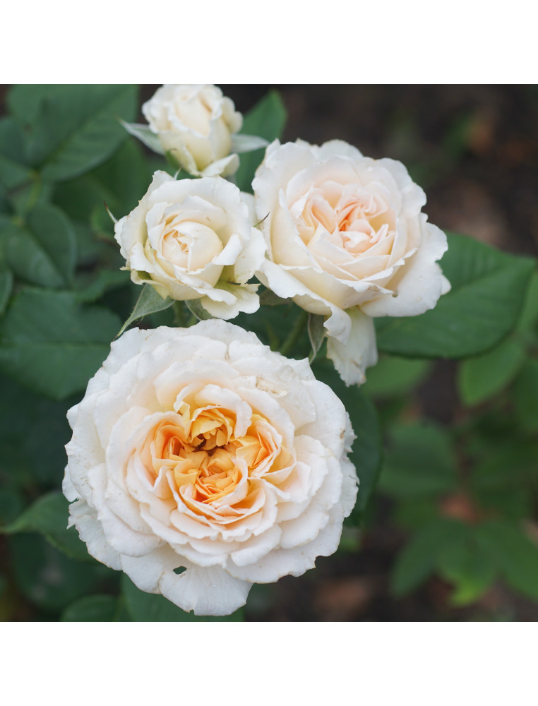Rosier Générosa® - Véronique B - ©Roses Guillot®