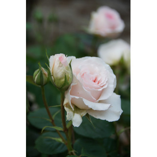 Rosier Générosa® - Véronique B - ©Roses Guillot®