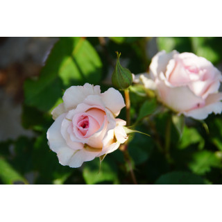 Rosier Générosa® - Véronique B - ©Roses Guillot®