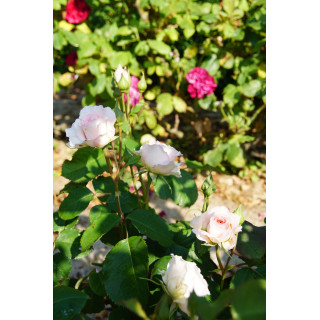 Rosier Générosa® - Véronique B - ©Roses Guillot®