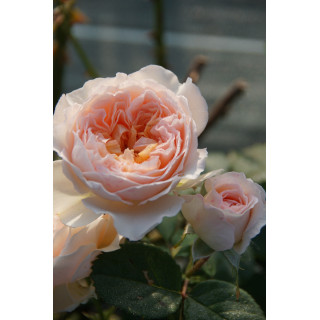 Rosier Générosa® - Véronique B - ©Roses Guillot®