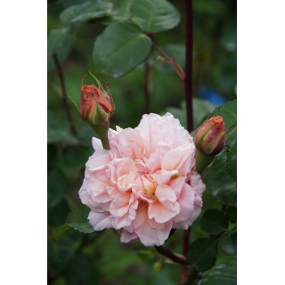 Rosiers Générosa® - Versigny - ©Roses Guillot®