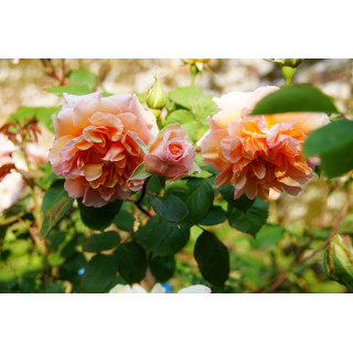 Rosiers Générosa® - Versigny - ©Roses Guillot®