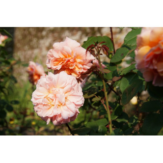 Rosiers Générosa® - Versigny - ©Roses Guillot®